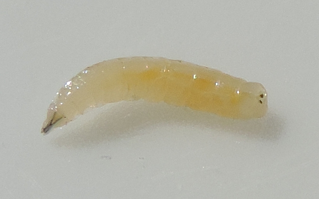 Mouche noire du Figuier : larve trouv�e � l'int�rieur d'une figue infest�e