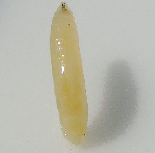 Mouche de la figue : la larve (sur un plat) arrive � se tenir � la verticale au cours de ses contorsions