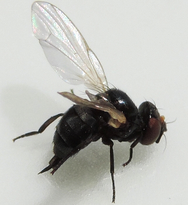 Mouche noire du Figuier (Silba adipata McAlpine ; Lonchaea aristella Beck., selon F. Silvestri) 