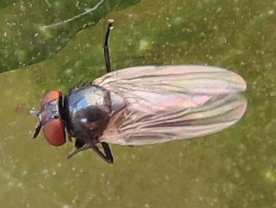 Mouche noire du Figuier ou Black fig fly (Silba adipata Mc Alpine)
