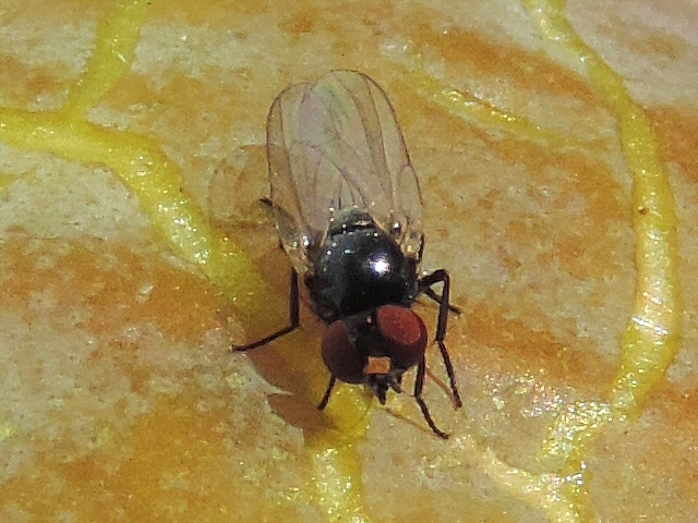 Mouche noire du Figuier : le recouvrement des ailes pr�sente un jour en forme de triangle � leur base