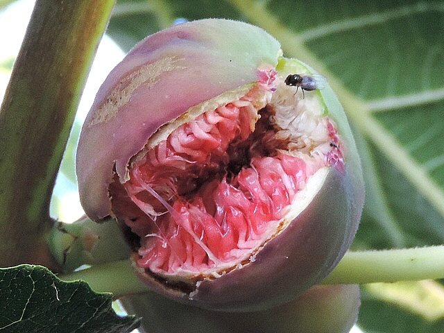 Mouche noire du Figuier sur l'infrutescence d'une figue �clat�e (vari�t� 'Dauphine')