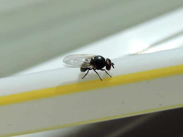 Mouche noire du Figuier sur une paille pour sirop