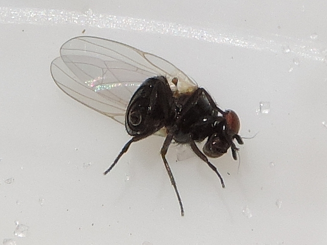 Mouche de la figue : un des halt�res, ou balanciers, est visible en fin de thorax, au-dessous de l'aile