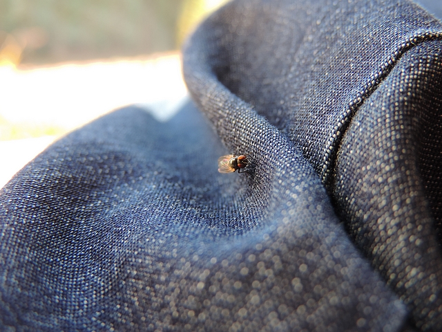 Mouche noire du figuier sur... le jean du photographe