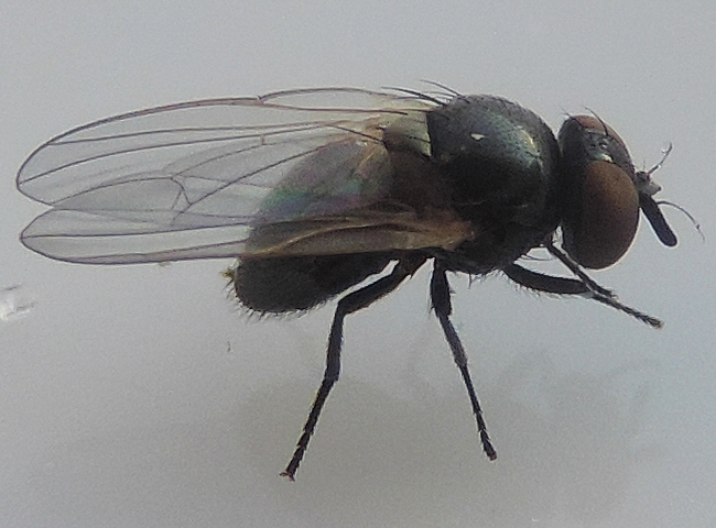 Mouche noire du Figuier : aspect trapu, vue de trois-quarts