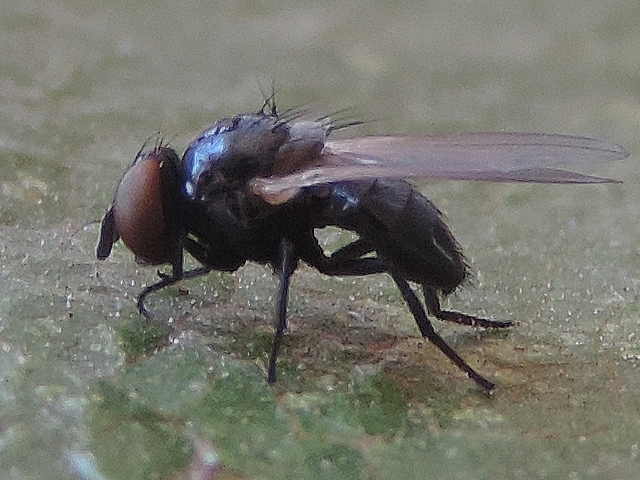 Mouche noire du Figuier : l'abdomen est mince, plut�t aplati