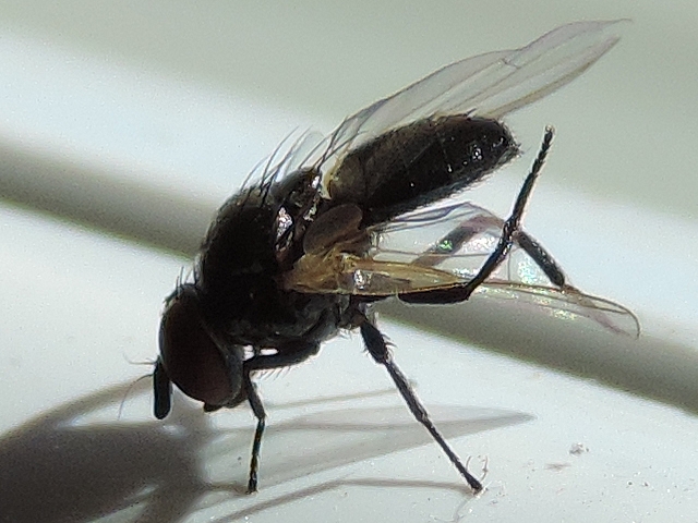 Mouche noire du Figuier lissant son aile gauche avec les pattes de l'arri�re