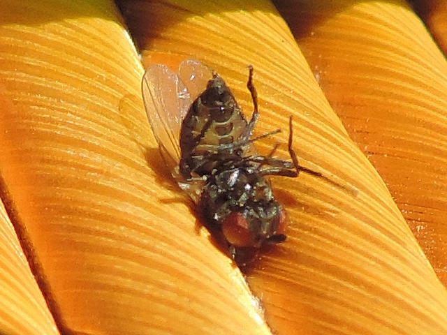 Mouche noire du Figuier : face ventrale bicolore de l'abdomen