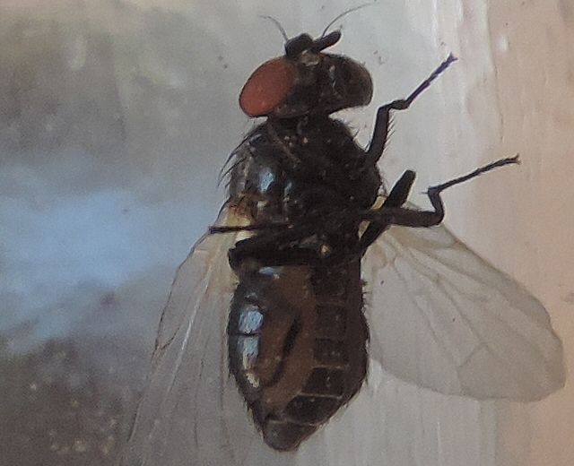Mouche noire du Figuier : face ventrale bicolore de l'abdomen, avec bande centrale segment�e