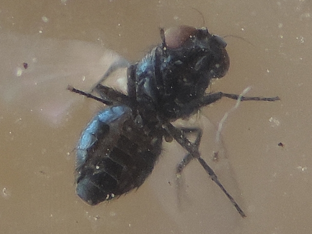Mouche noire du Figuier : face ventrale bicolore de l'abdomen