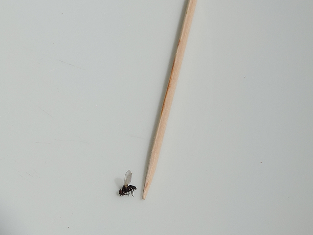 Mouche de la figue : appr�ciation de la tr�s petite taille (rapport�e � celle d'un cure-dents)