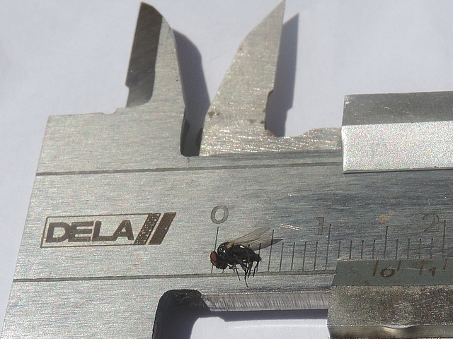 Silba adipata McAlpine : mesure de la taille hors d�passement des ailes (4 mm)