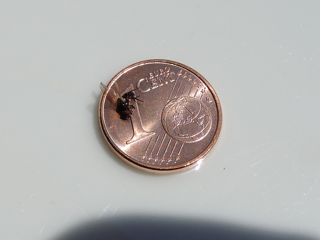 Mouche noire du Figuier : appr�ciation de la tr�s petite taille (rapport�e � celle d'une pi�ce de 1 centime)