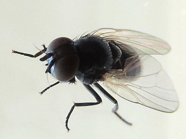 Silba adipata McAlpine : nervation du bord ant�rieur de l'aile.