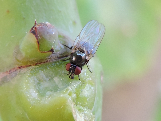 Silba adipata McAlpine : nervation du bord ant�rieur de l'aile, vue de loin