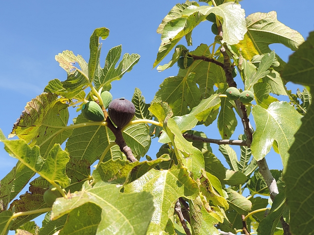 Figue de la vari�t� unif�re 'Bellone' proche de la maturit� (ostiole ayant �t� obtur�)