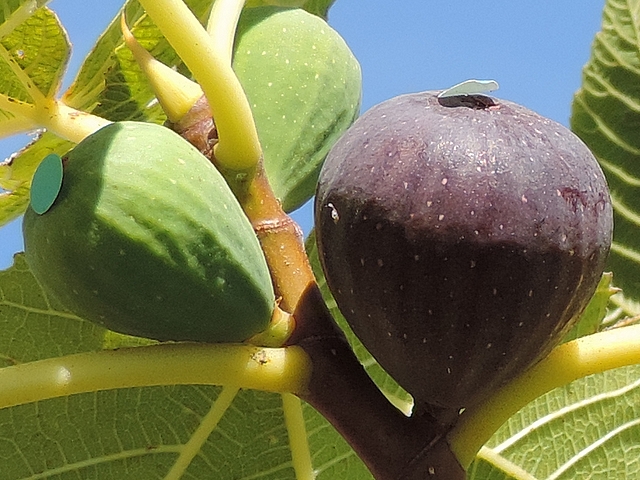 Figue de la vari�t� unif�re 'Bellone' proche de la maturit� (ostiole ayant �t� obtur�)