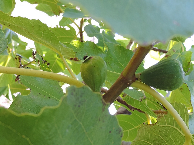 Mouche noire du Figuier pos�e sur l'�tiquette autocollante obturant l'ostiole