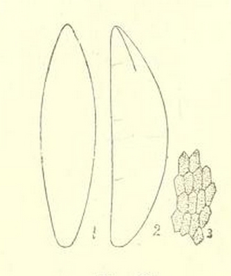 Silba adipata McAlpine : oeuf.