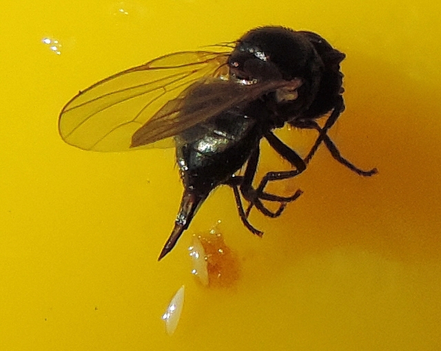 Mouche noire du Figuier : femelle englu�e sur un stick jaune, ayant lib�r� deux oeufs