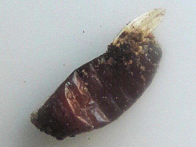 Mouche noire du Figuier : pupe distendue d'o� sort ce qui semble �tre une aile
