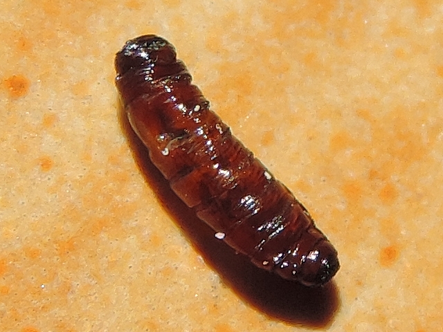 Mouche noire du Figuier : pupation qui ne s'est pas correctement r�alis�e