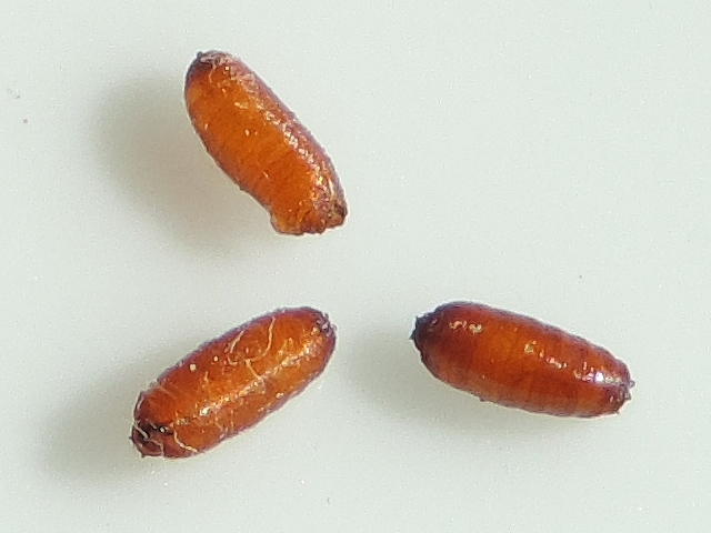 Silba adipata McAlpine : trois pupes