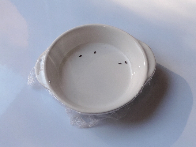 Mouche noire du Figuier : pupation en coupelle plate (4 pupes)