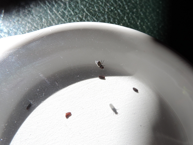 Mouche noire du Figuier : pupation en coupelle plate