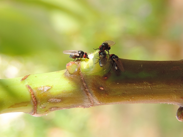 Quatre mouches noires du Figuier se nourrissant de latex 