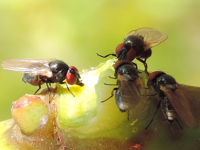 Quatre mouches noires du Figuier se nourrissant de latex 