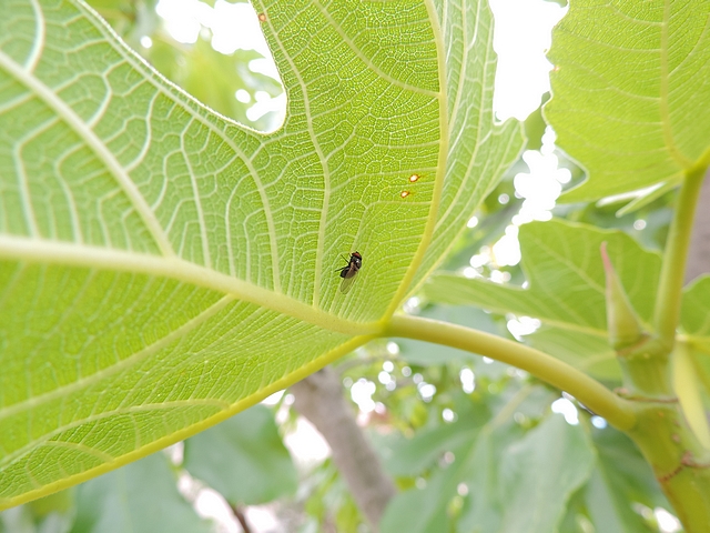 Mouche noire du Figuier sur le revers d'une feuille de figuier