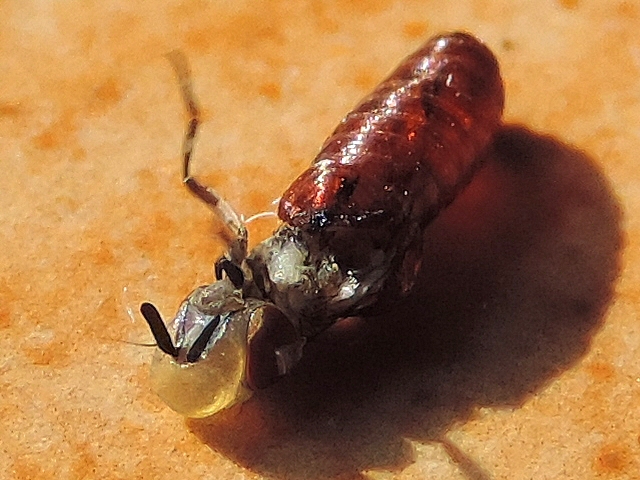 Mouche noire du Figuier : sortie hors de la pupe