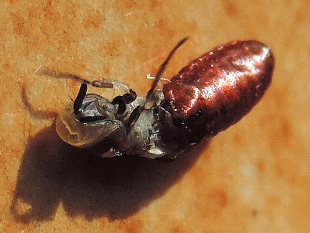 Mouche noire du Figuier : sortie hors de la pupe