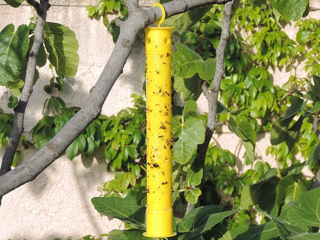 Stick jaune avec glu et attractif alimentaire contre la mouche noire du Figuier