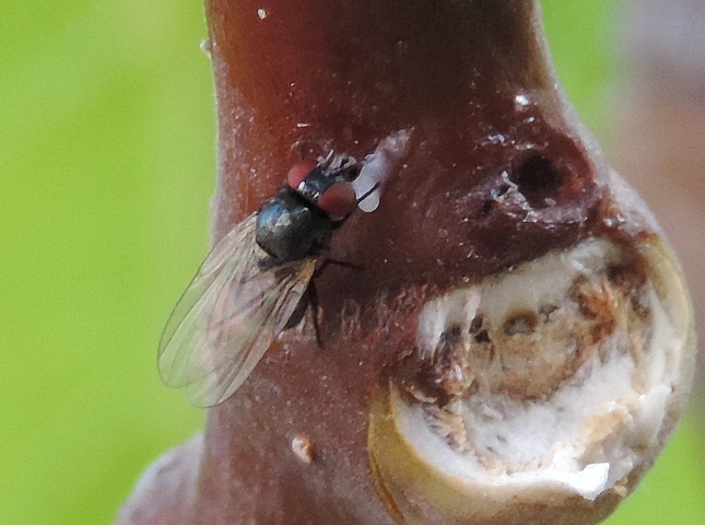Mouche noire du Figuier su�ant du latex de figuier d�pos� en app�t sur un rameau de l'ann�e