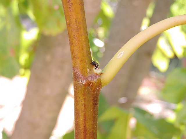 Mouche de la figue se nourrissant de latex sur la zone d'attache d'une figue