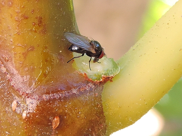 Mouche de la figue se nourrissant de latex sur la zone d'attache d'une figue