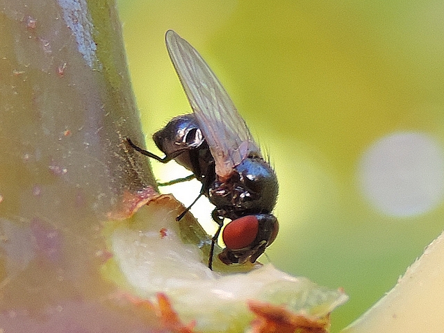 Mouche de la figue se nourrissant de latex sur la zone d'attache d'une figue