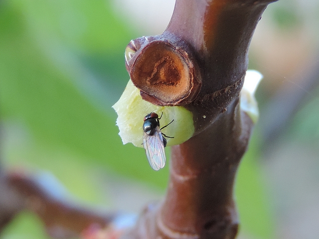 Mouche noire du Figuier attir�e par le latex suintant d'une zone d'attache d'une feuille de figuier arrach�e