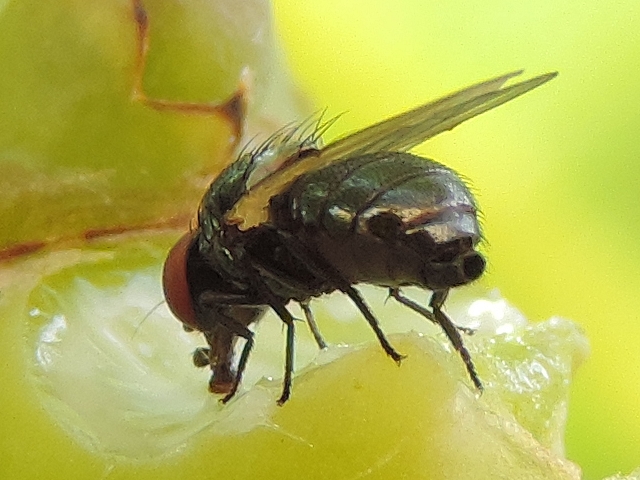 Mouche noire du Figuier se nourrissant de latex sur le point d'attache d'une feuille de figuier arrach�e