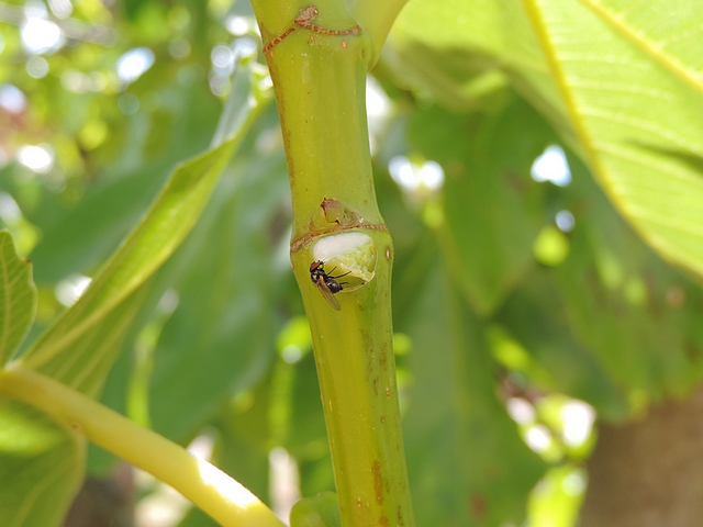 Mouche noire du Figuier se nourrissant de latex sur le point d'attache d'une feuille de figuier arrach�e