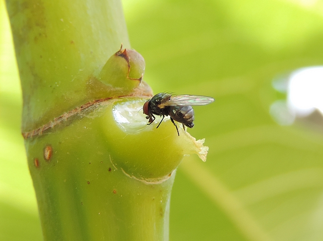 Mouche noire du Figuier se nourrissant de latex sur le point d'attache d'une feuille de figuier arrach�e