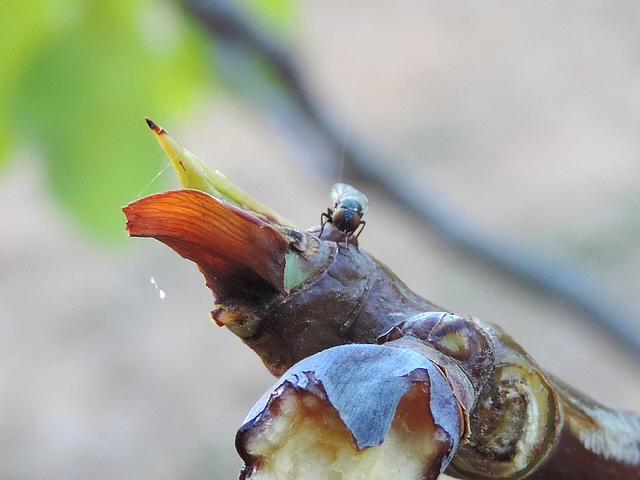 Mouche noire du Figuier � la base d'un bourgeon apical de rameau de figuier