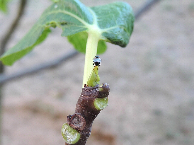 Mouche noire du Figuier � l'extr�mit� du bourgeon apical d'un rameau de Figuier