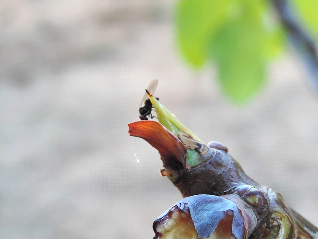Mouche noire du Figuier : adulte sur bourgeon apical de rameau de figuier