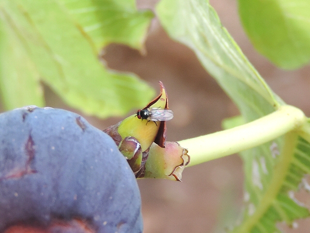 Mouche noire du Figuier su�ant les stipules vertes du bourgeon apical de rameau de figuier