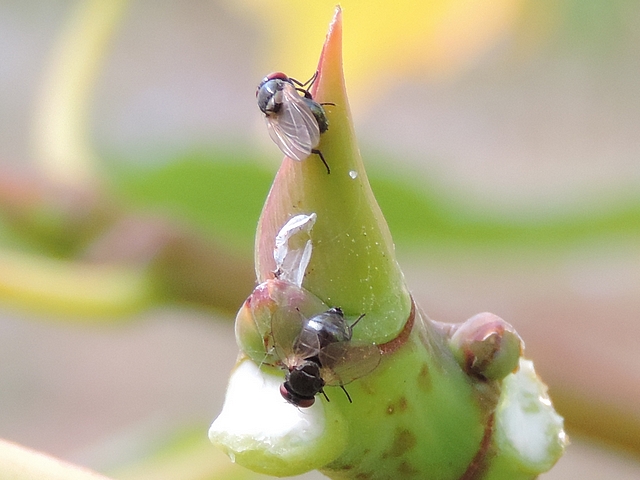 Mouches noires du Figuier sur bourgeon apical d'un jeune rameau encore vert