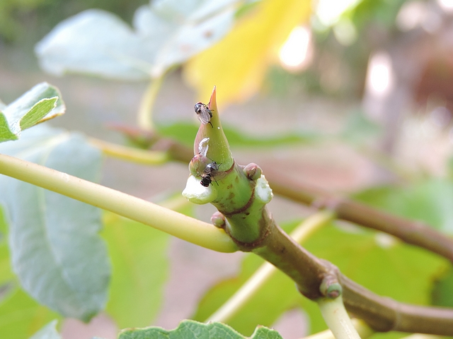 Mouches noires du Figuier sur bourgeon apical d'un jeune rameau encore vert